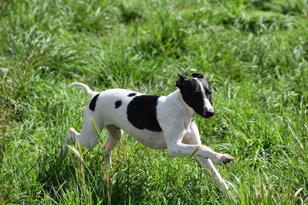 Des Filles D'eole - Whippet - Portée née le 30/05/2020