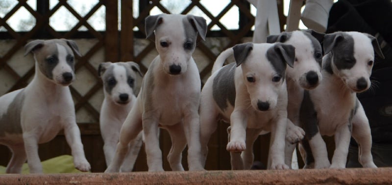 Des Filles D'eole - Whippet - Portée née le 04/09/2013