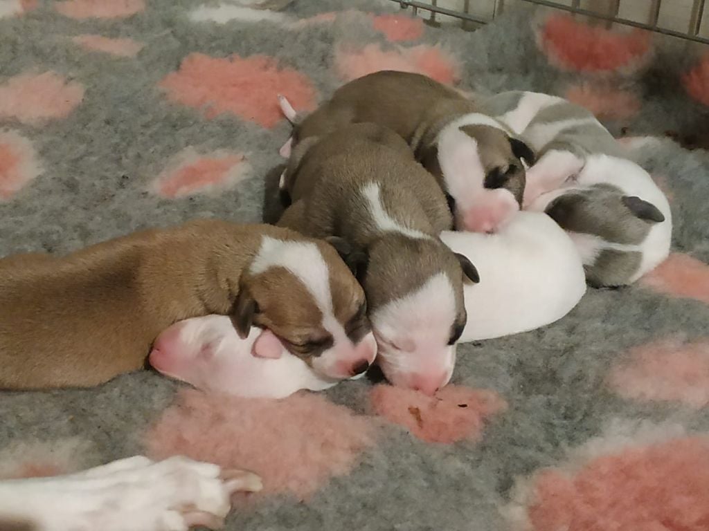 Chiot Whippet Des Filles D'eole