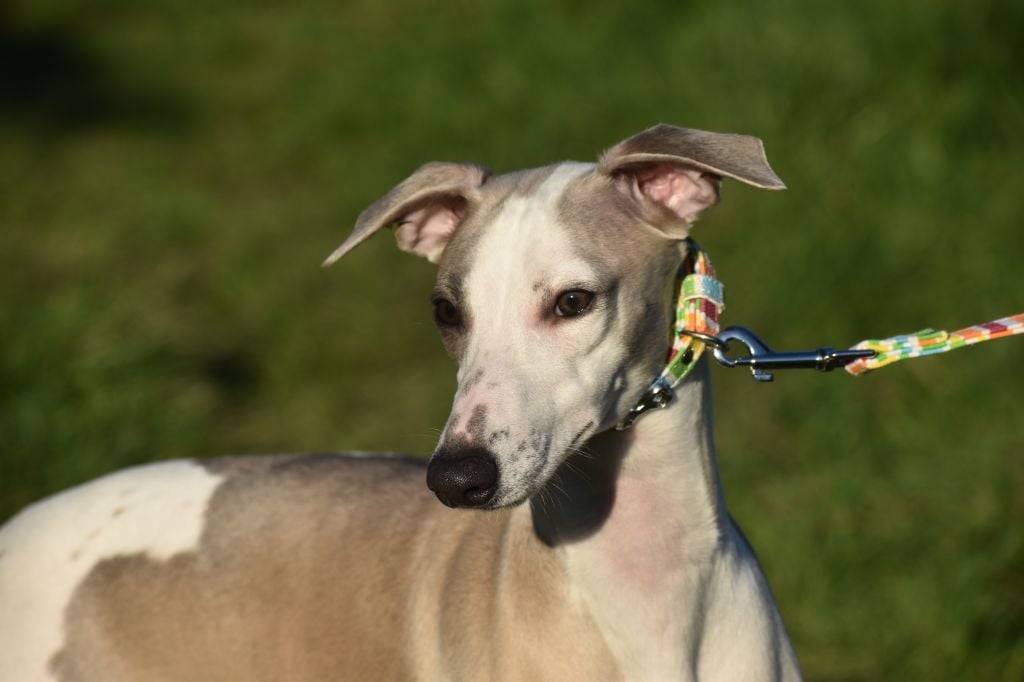 Des Filles D'eole - Whippet - Portée née le 30/06/2019