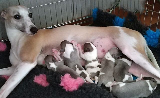 Chiot Whippet Des Filles D'eole