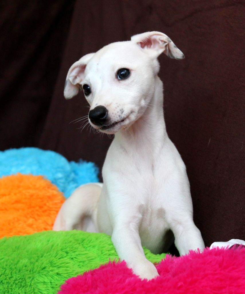 Des Filles D'eole - Chiots disponibles - Whippet