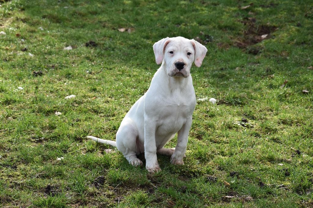 Des Pur sang D'aphrodite - Dogo Argentino - Portée née le 13/10/2017