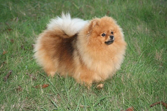 Meilleur chien de l'exposition régionale 