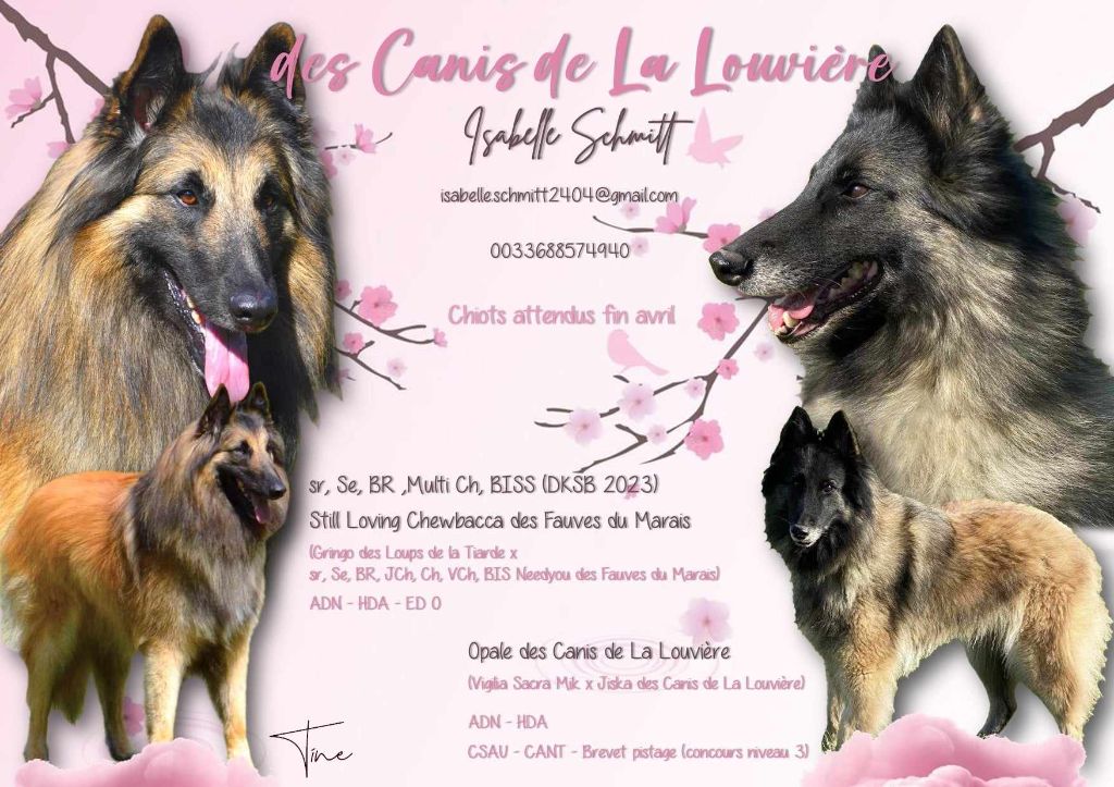 Des Canis De La Louvière - Chiot tervueren