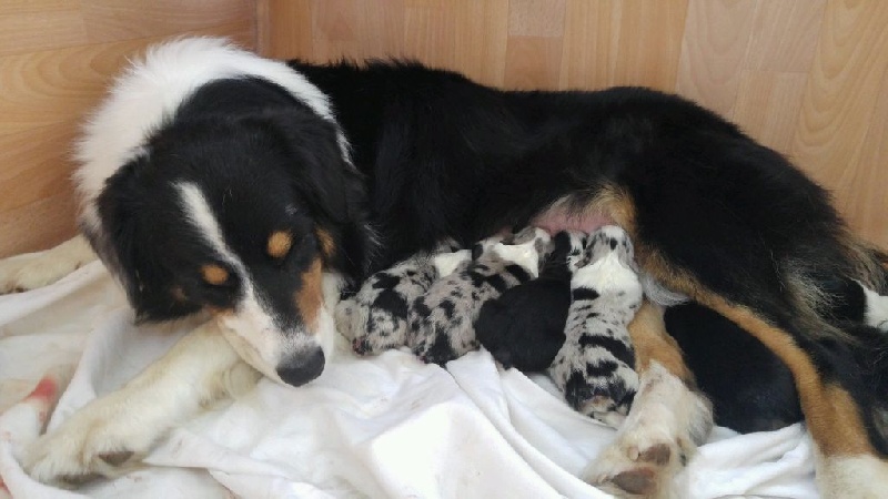 Chiot Berger Australien Du Royaume De Genima