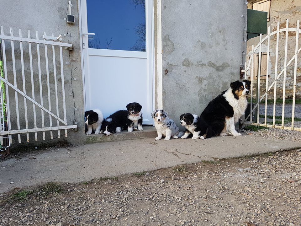 Chiot Berger Australien Du Royaume De Genima