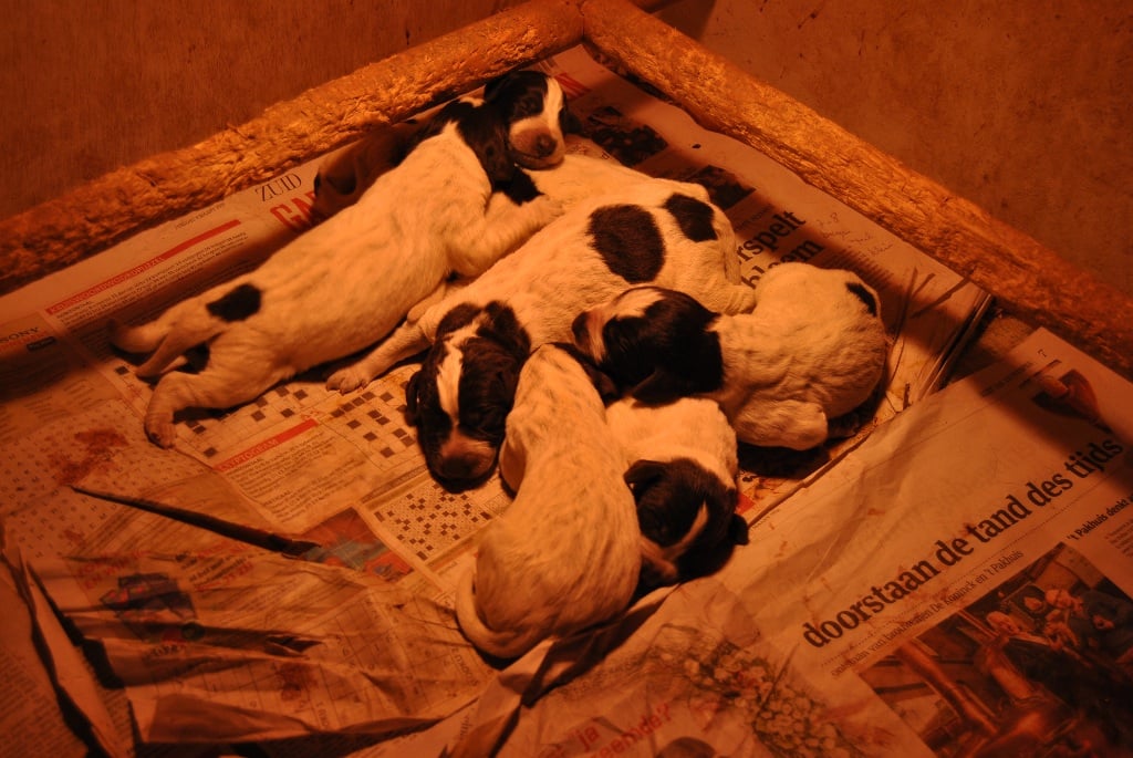 A réserver Chiots Barbu Tchèque 