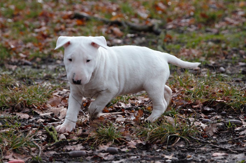 Sweet Of Madness - Bull Terrier - Portée née le 22/11/2017