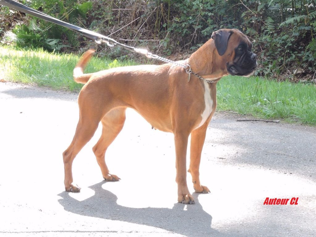 EXPOSITION CANINE INTERNATIONALE DE ROUEN   6.12.2015