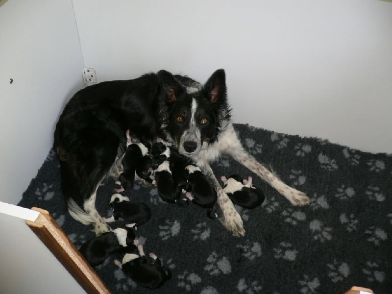 De La Cite De La Faiencerie - Border Collie - Portée née le 05/06/2014