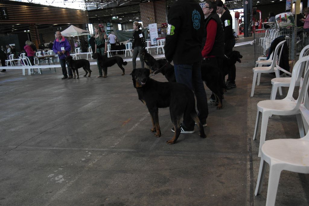 Des Inseparables Compagnons - exposition canine internationale de Lyon 23 avril 2017