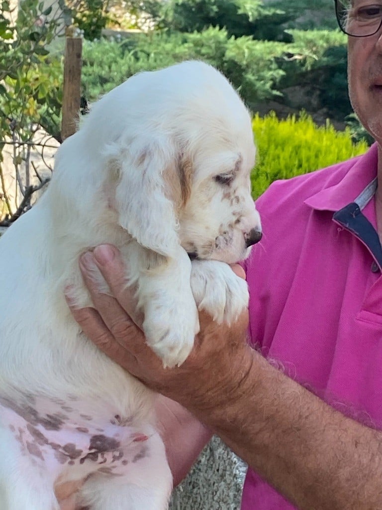 des terres de lude - Chiots disponibles - Setter Anglais