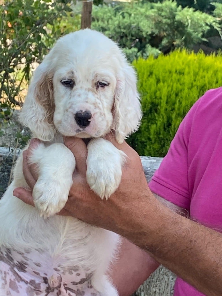 des terres de lude - Setter Anglais - Portée née le 17/05/2020