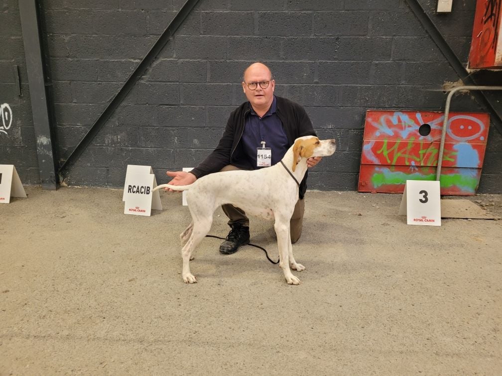 De L'auge Des Sabotiers - Exposition Canine Saint-Brieuc 2022