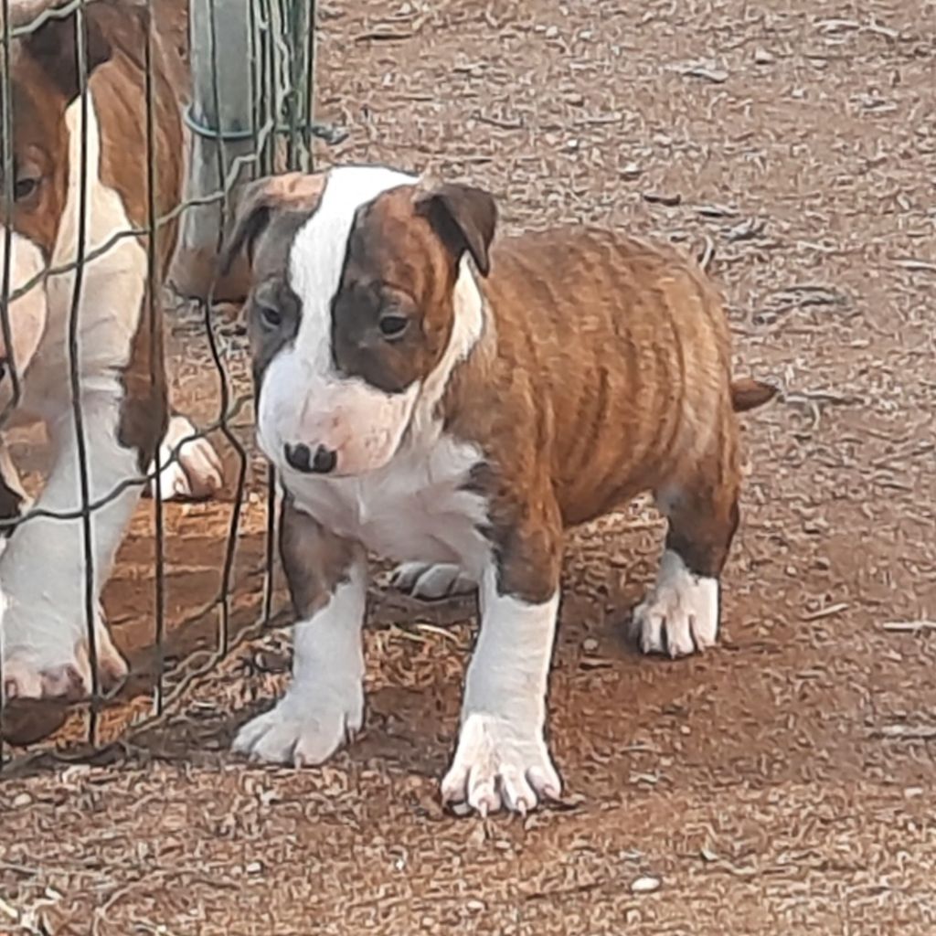 By The Wall - Chiots disponibles - Bull Terrier