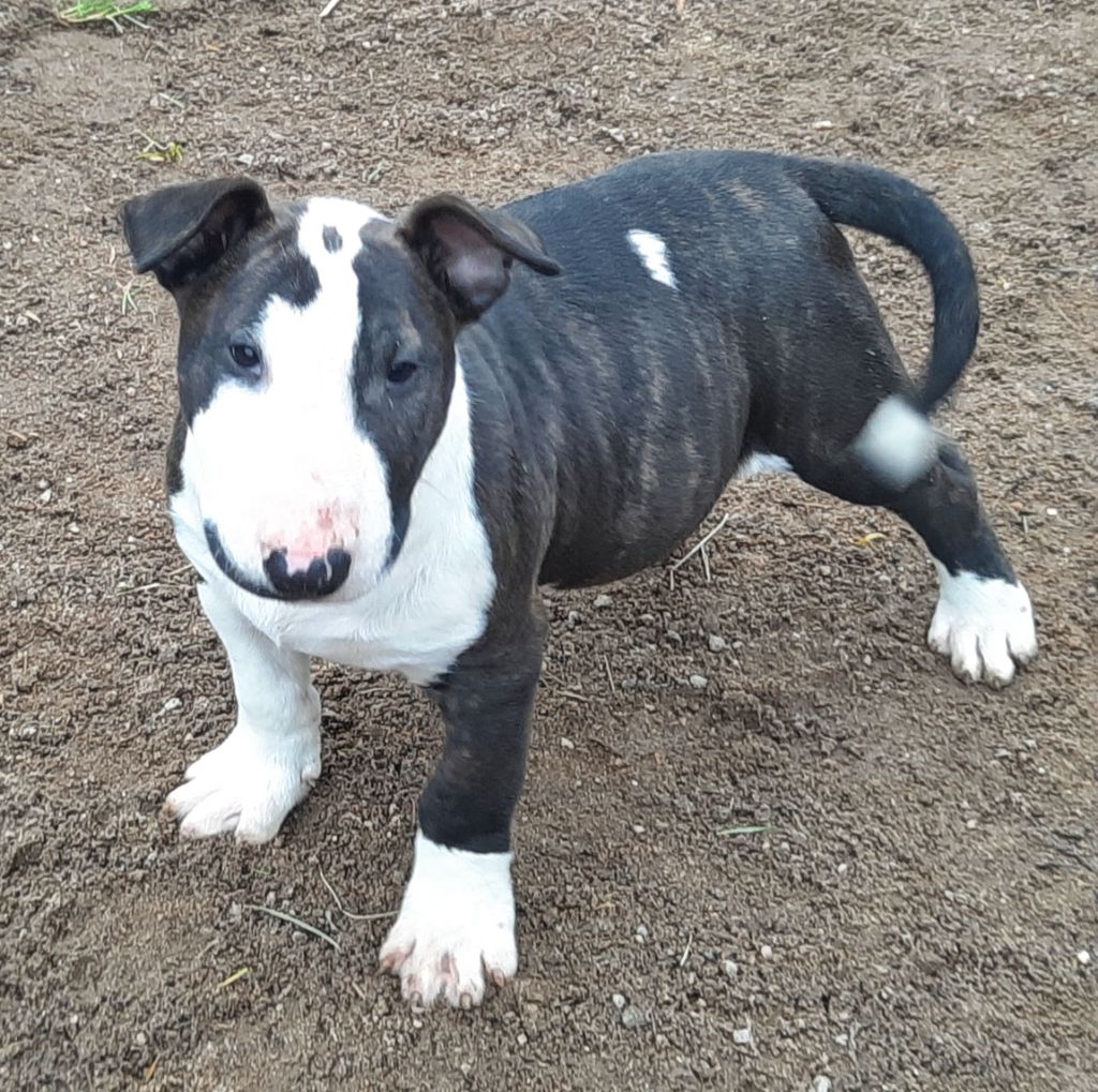 By The Wall - Chiots disponibles - Bull Terrier