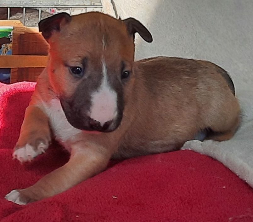 By The Wall - Chiots disponibles - Bull Terrier