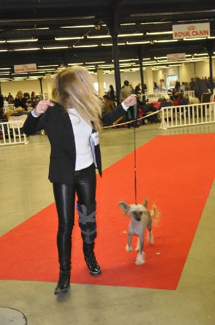 Du Syndrome Chinois - PARIS DOG SHOW 2016