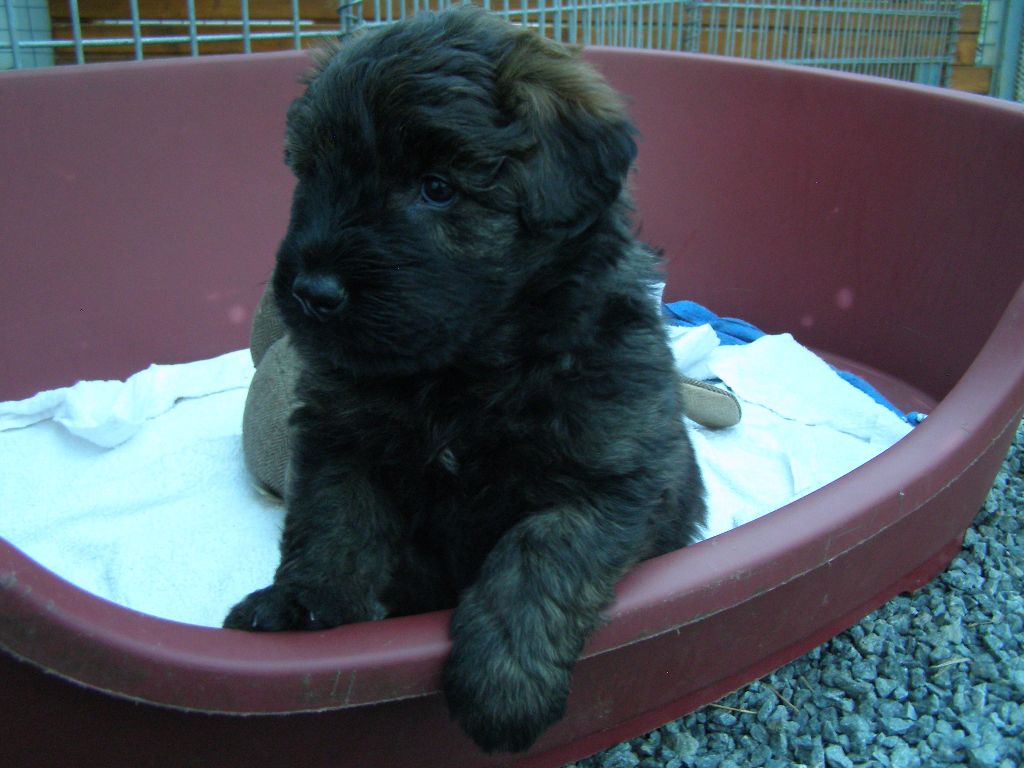 CHIOTS BOUVIERS DES FLANDRES