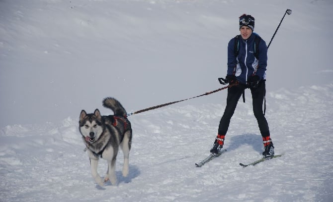 Alaskan Diamond - Laïka, CHAMPIONNE DE FRANCE JEUNE!