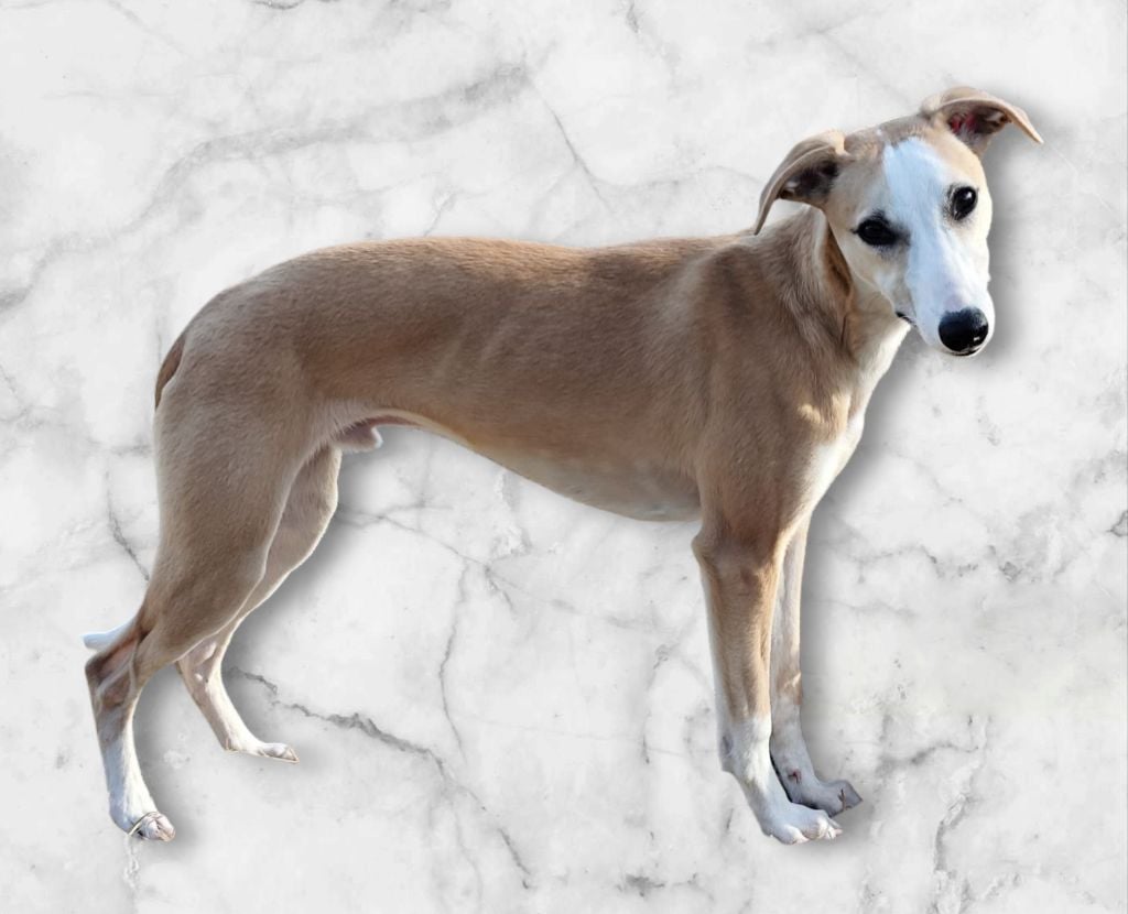 Des Vives Etoiles D’Argent - Chiots disponibles - Whippet