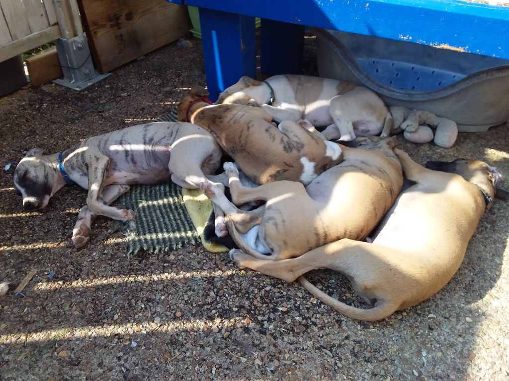 Chiot Whippet Des Vives Etoiles D’Argent