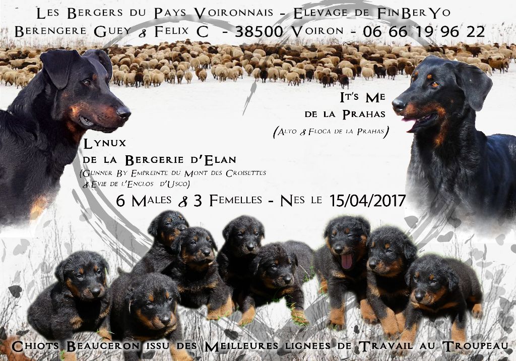 De FinBerYo - Chiots Beauceron - lignées de travail au troupeau