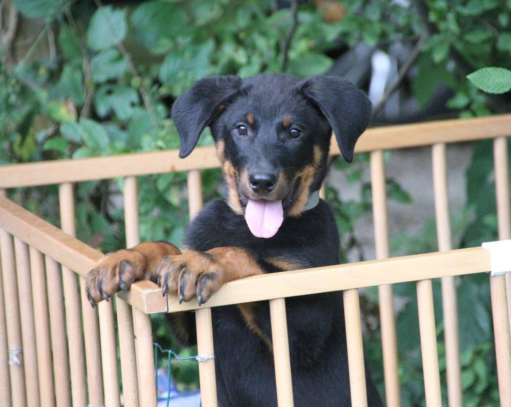 De FinBerYo - Chiots Beauceron LOF