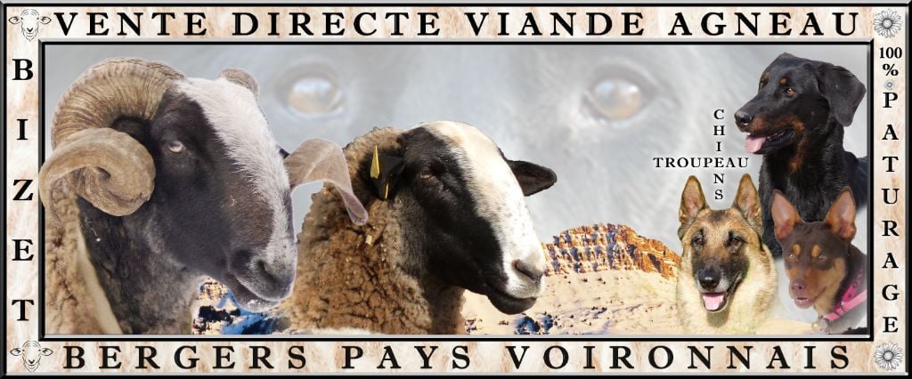 Bergers Du Pays Voironnais