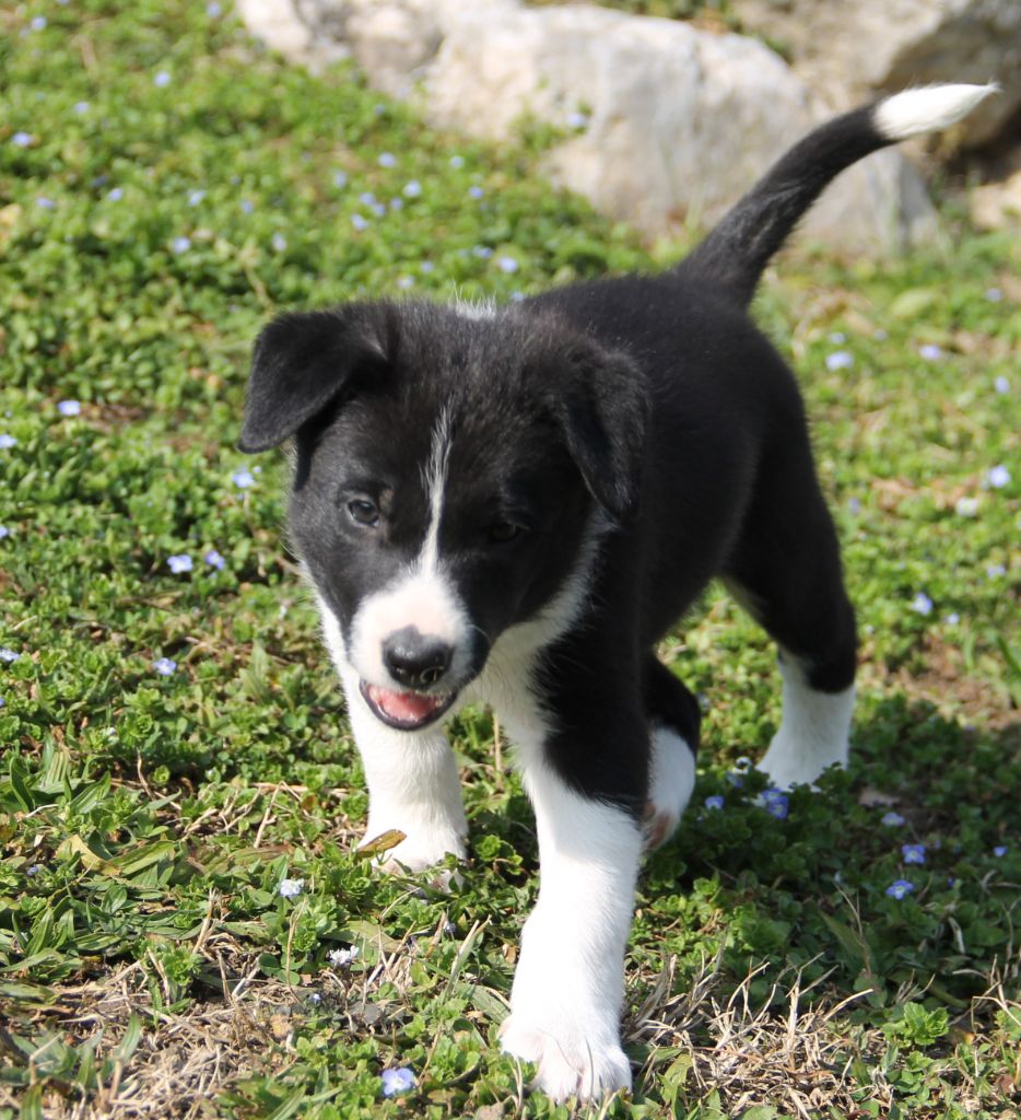 De FinBerYo - Chiots disponibles - Border Collie