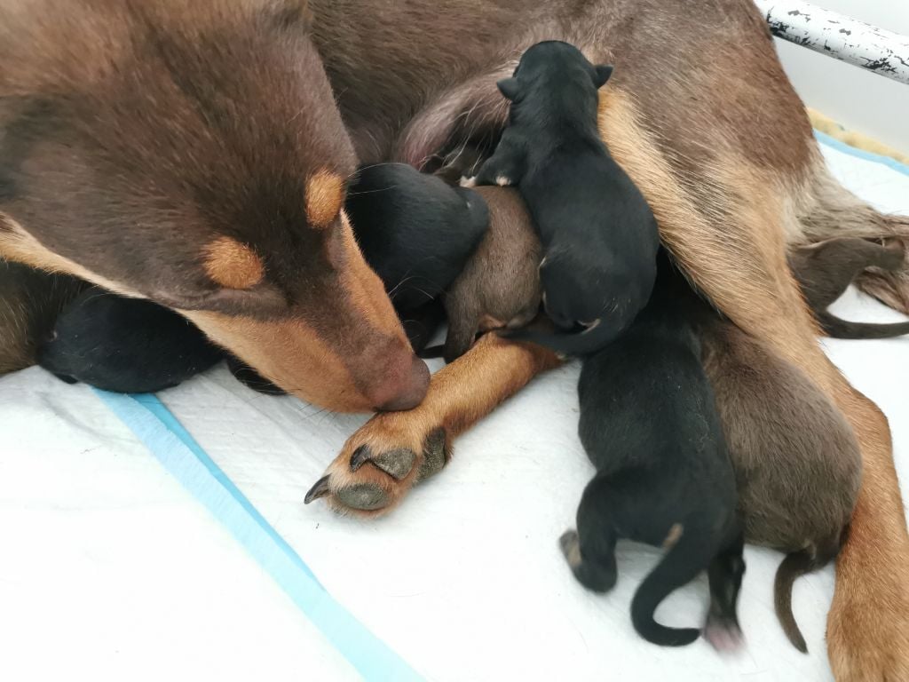 De FinBerYo - Australian Kelpie - Portée née le 22/05/2023