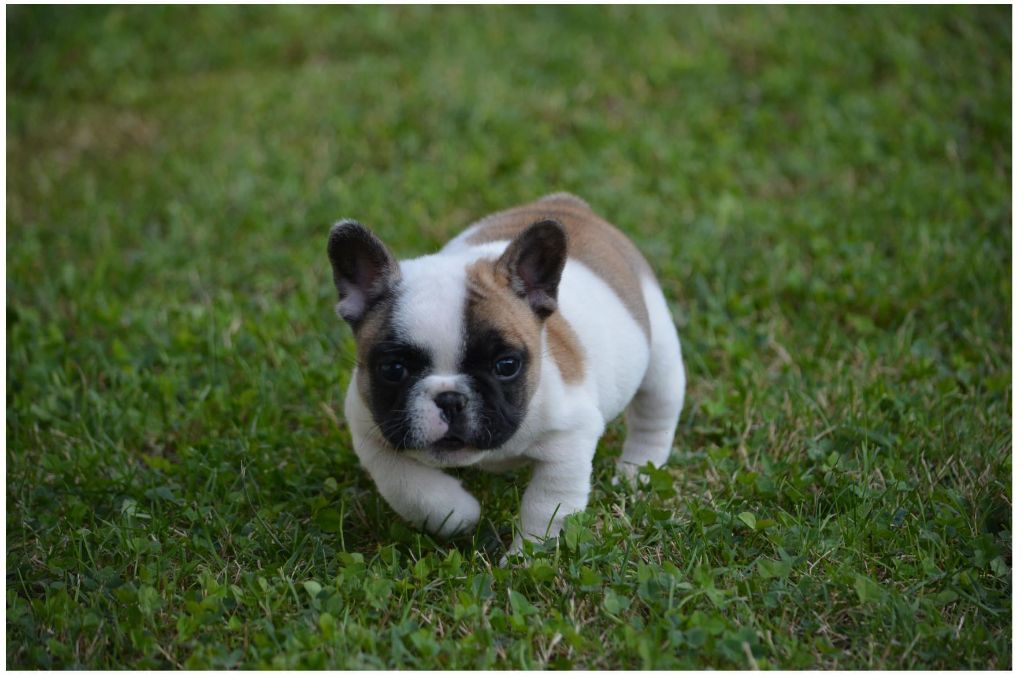 Eden Of The Beauty As - Chiots disponibles - Bouledogue français