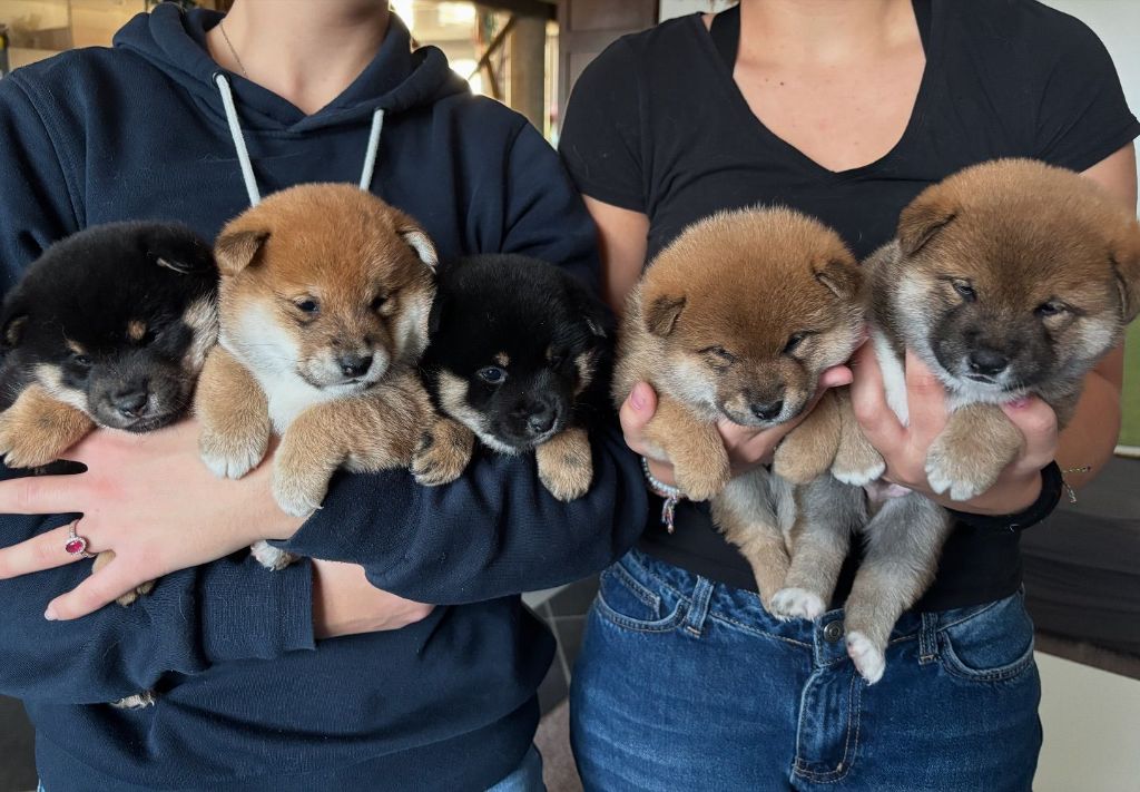 Chiot Shiba Des Plaines D'ardennie