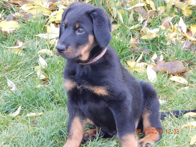 Chiot Berger de Beauce Du Rève De Baîla