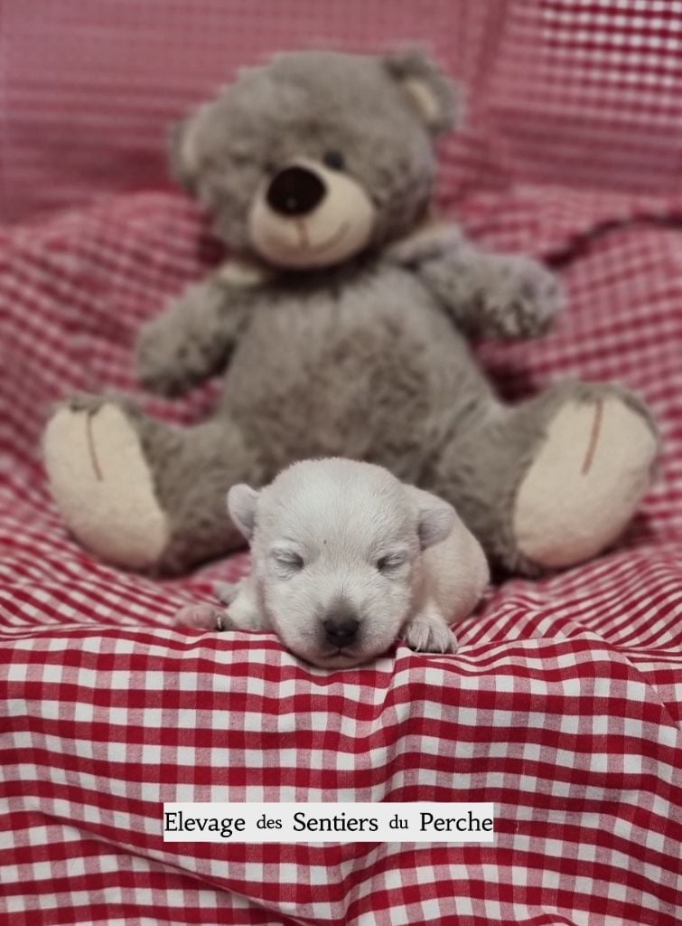 Des Sentiers du Perche - Chiots disponibles - West Highland White Terrier