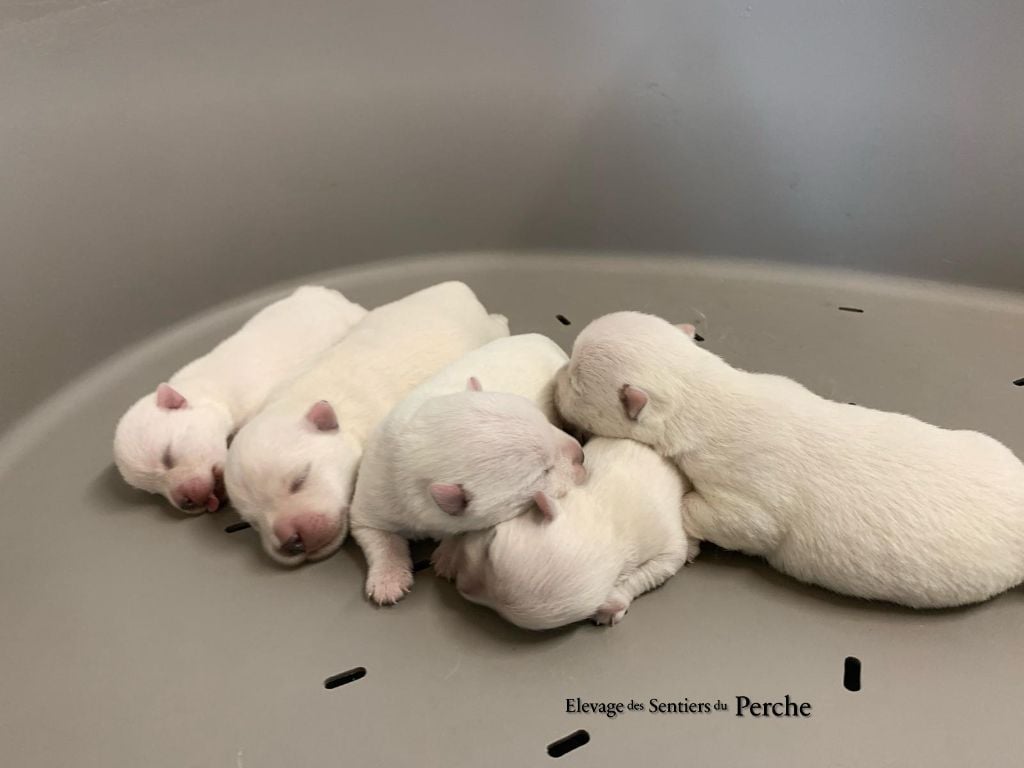 Chiot West Highland White Terrier Des Sentiers du Perche