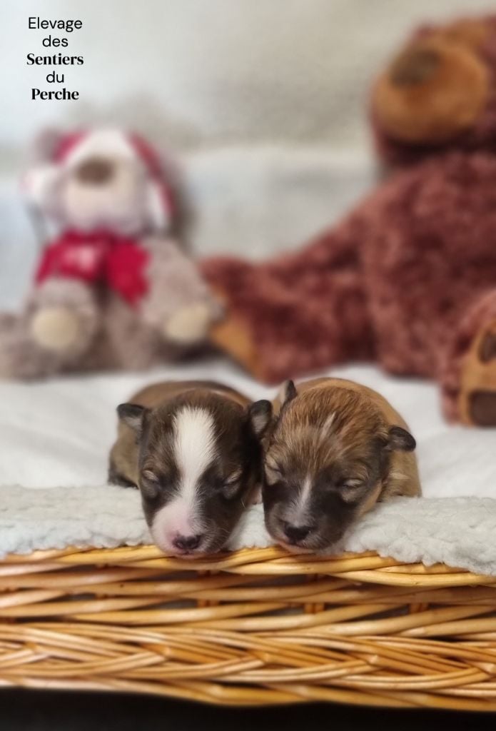 Chiot Shetland Sheepdog Des Sentiers du Perche