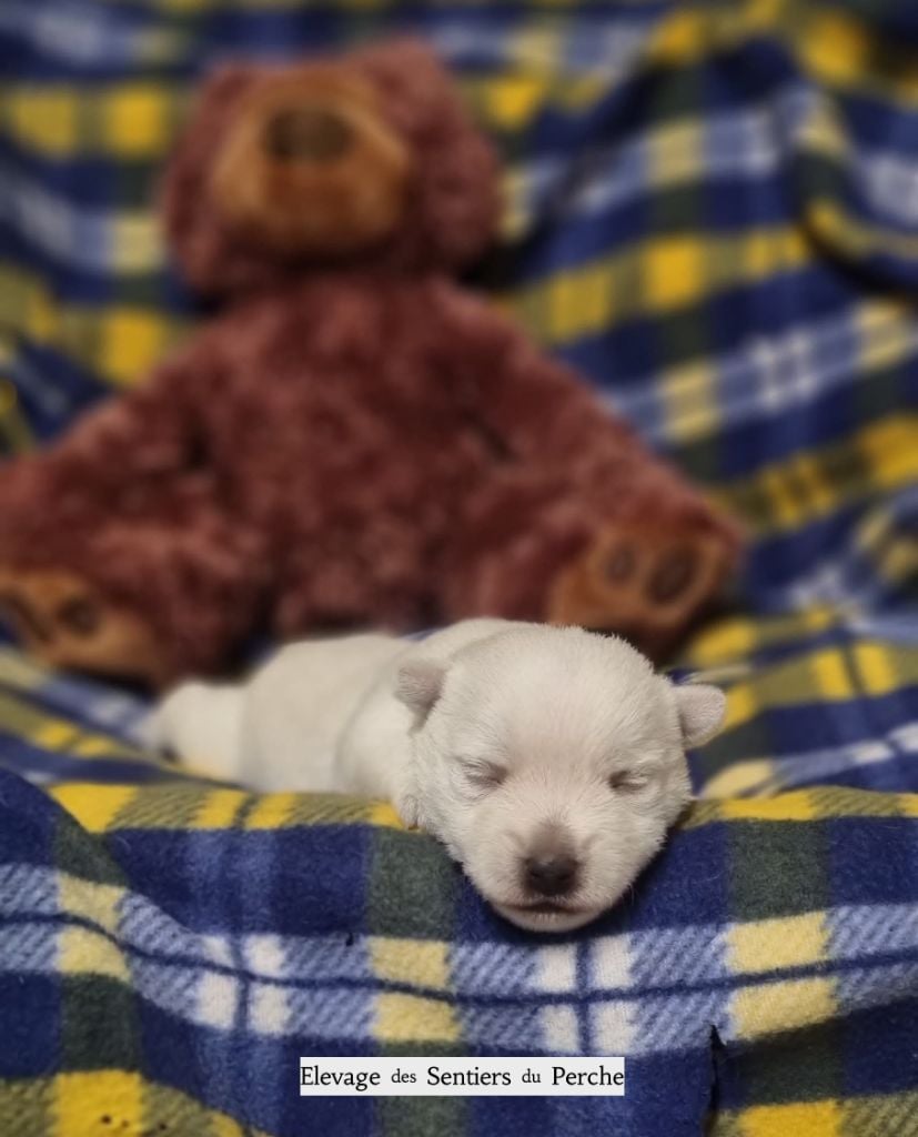 Chiot West Highland White Terrier Des Sentiers du Perche