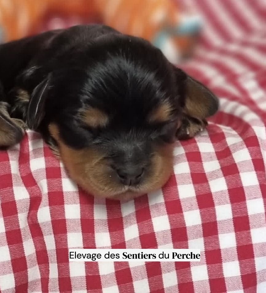 Chiot Cavalier King Charles Spaniel Des Sentiers du Perche