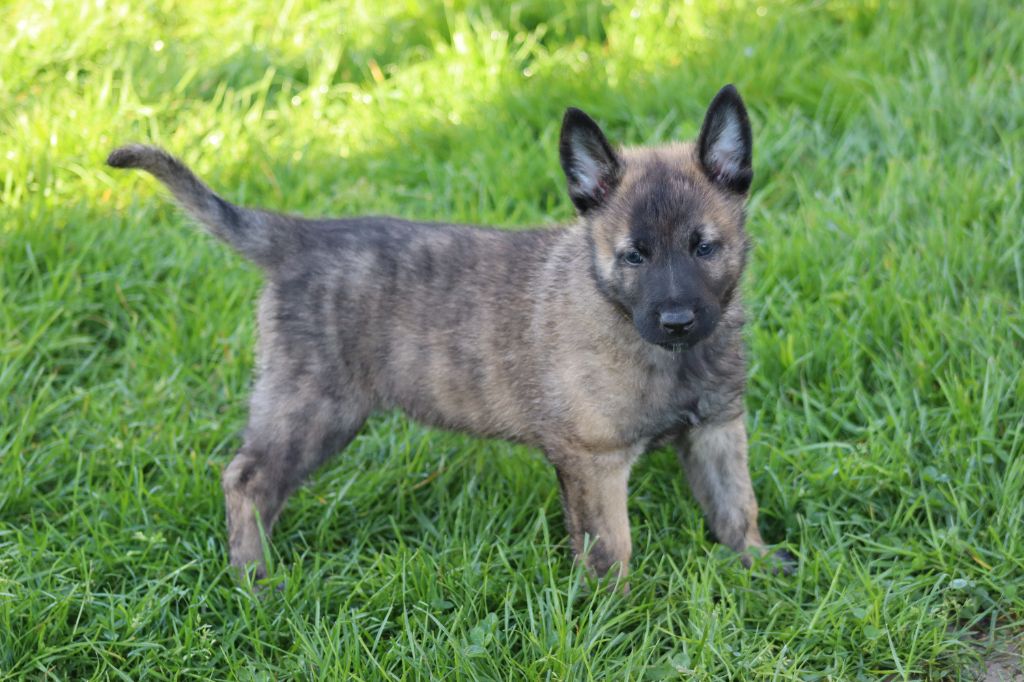 Chiot Berger hollandais de l'Ica-ona