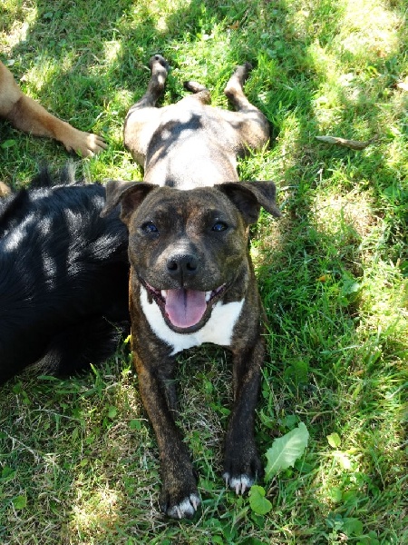 de l'Ica-ona - Staffordshire Bull Terrier - Portée née le 23/10/2013