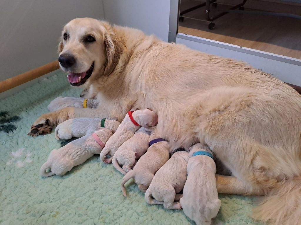 Les bébés sont nés