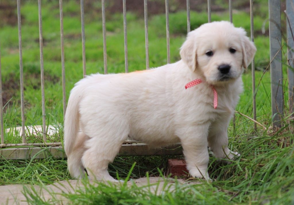 Des Grenouillettes Du Vexin - Chiots disponibles - Golden Retriever