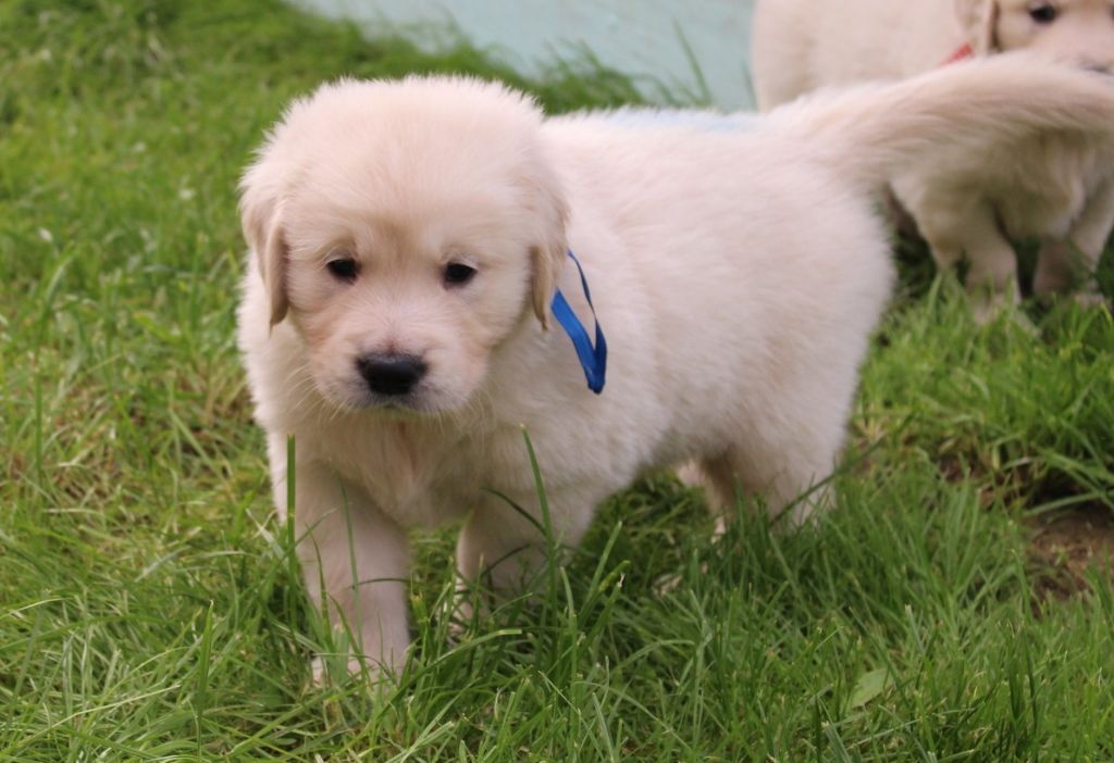 Des Grenouillettes Du Vexin - Chiots disponibles - Golden Retriever