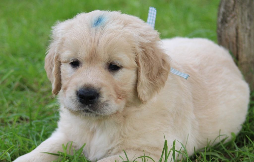 Des Grenouillettes Du Vexin - Chiots disponibles - Golden Retriever