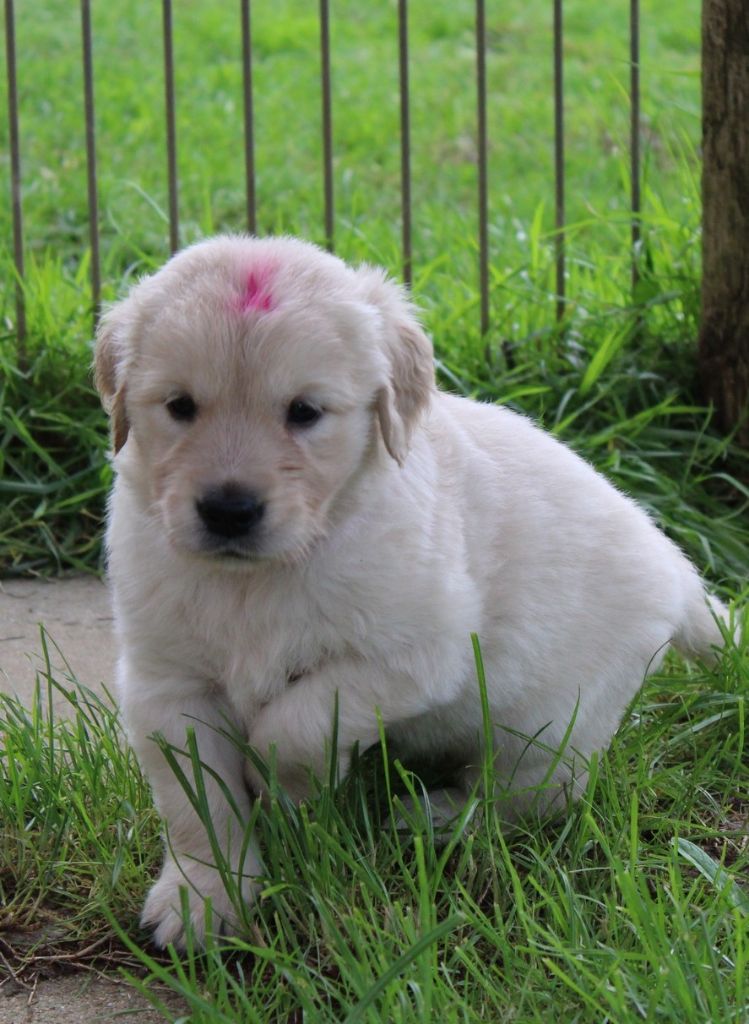 Des Grenouillettes Du Vexin - Chiots disponibles - Golden Retriever