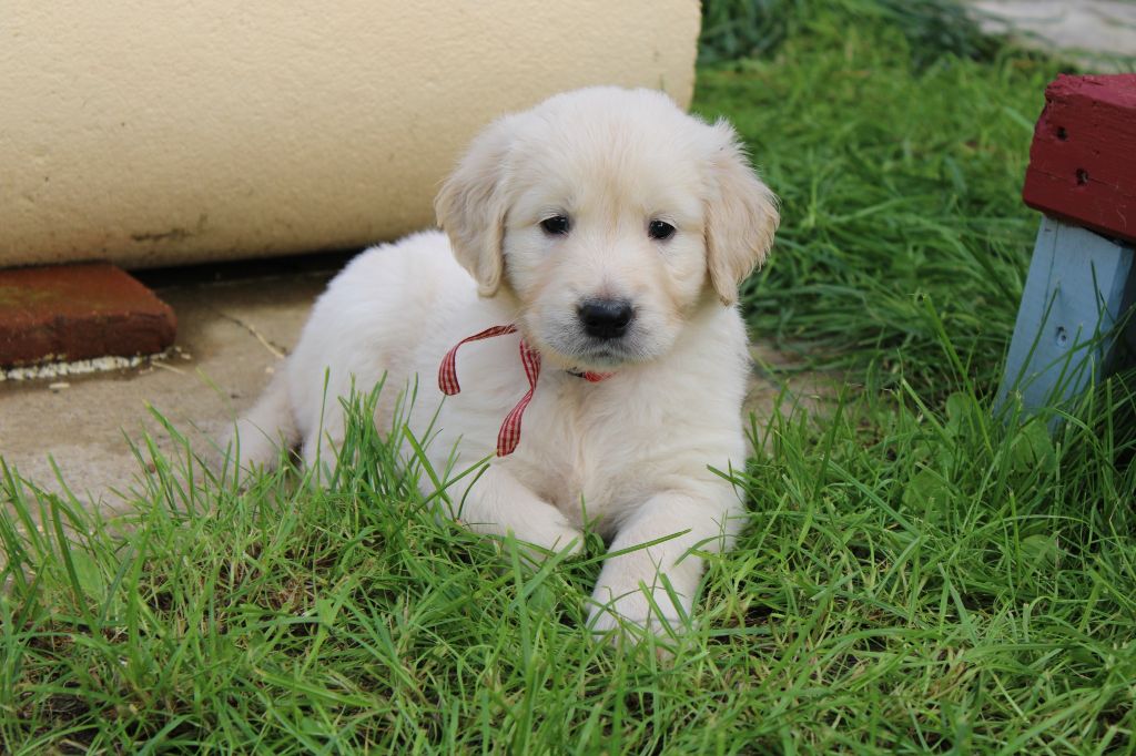 Des Grenouillettes Du Vexin - Chiots disponibles - Golden Retriever