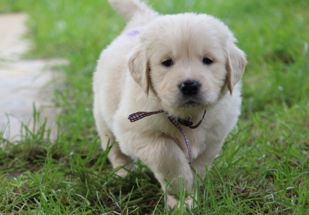 Des Grenouillettes Du Vexin - Chiots disponibles - Golden Retriever