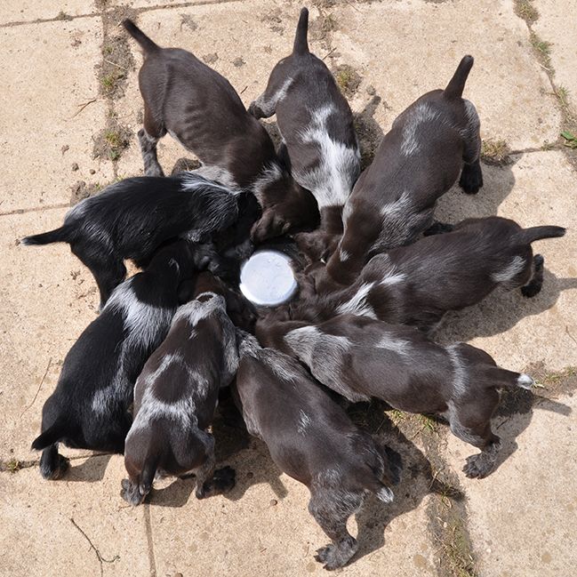 Des Collines De Scy - Chien d'arrêt allemand à poil dur - Portée née le 31/05/2017